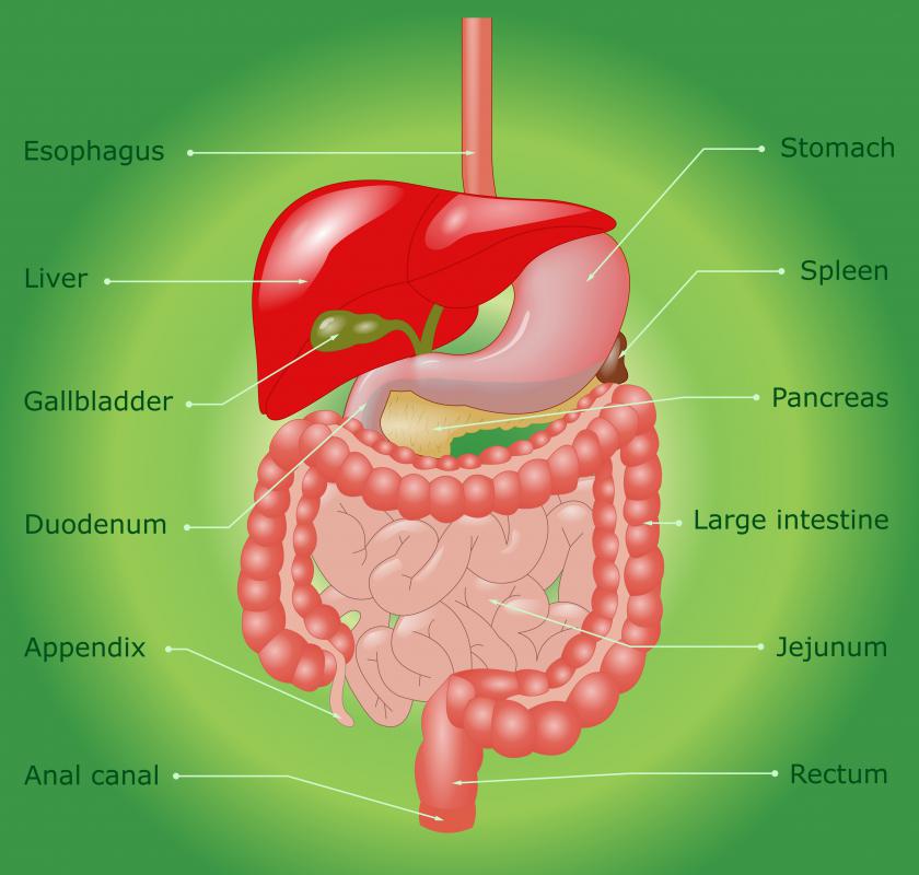 The liver and spleen are two structures in the body that include reticular connective.