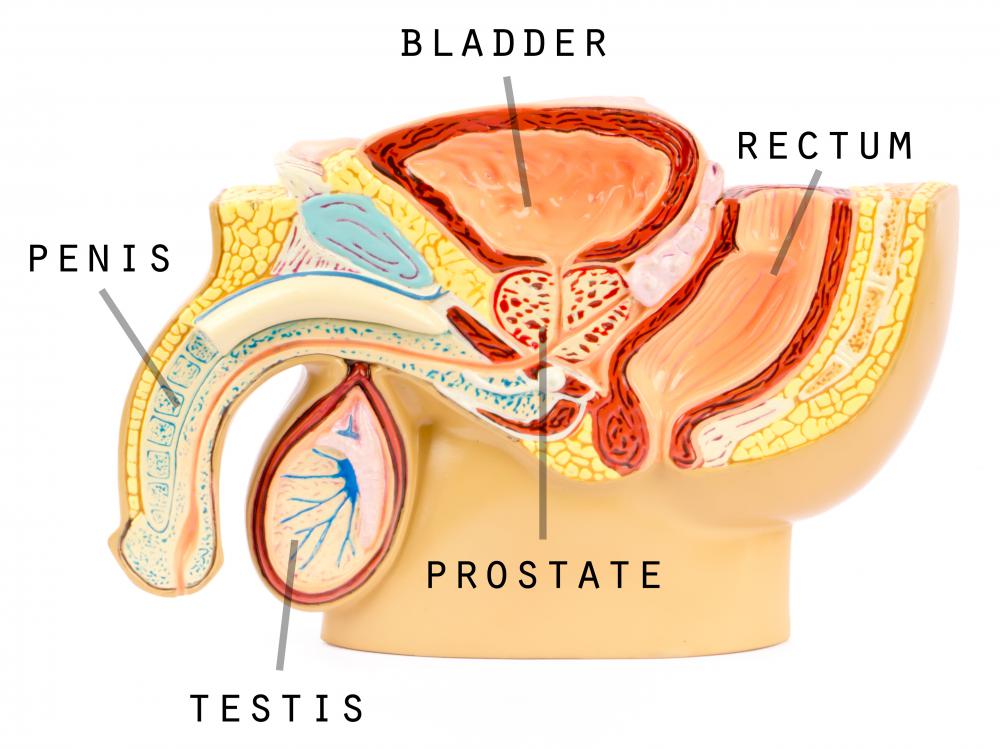 Sterility may be caused by a problem from within a man's reproductive system.