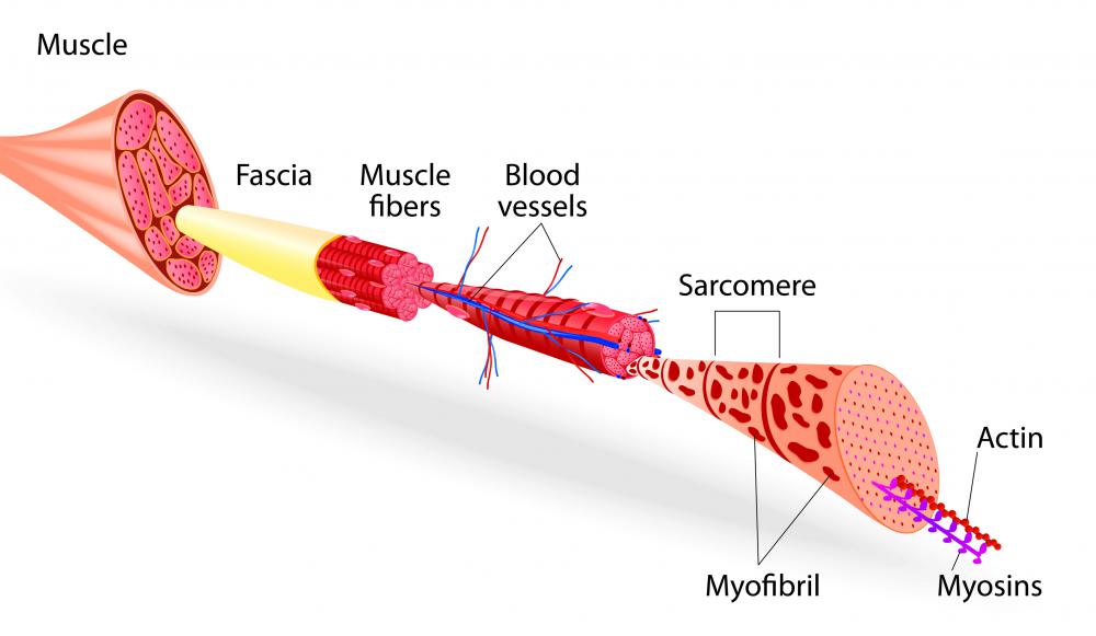 Skeletal muscle is striated muscle tissue that is attached to bones.