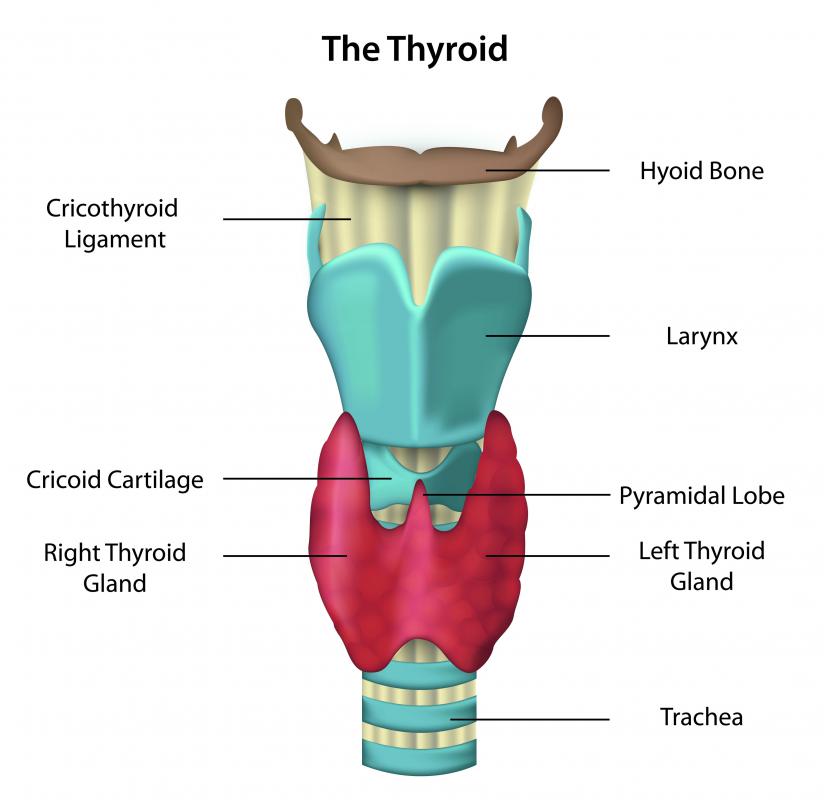 Onycholysis may signal a hyperactive thyroid.