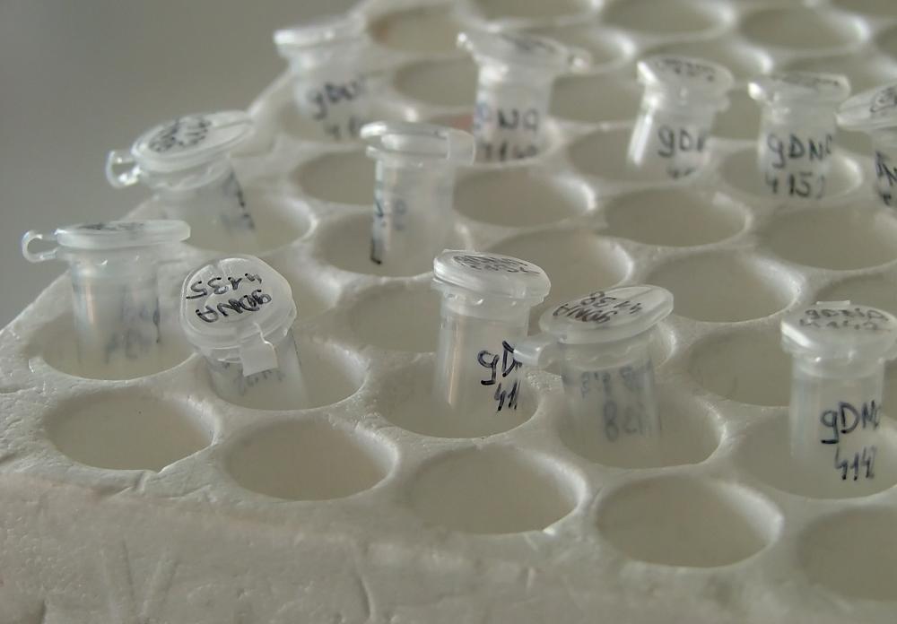 The DNA in cheek cells is no different from the DNA in blood cells.