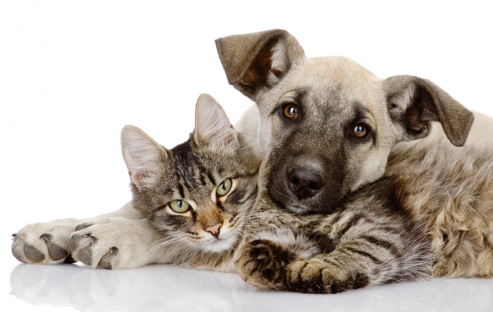 Humans are not the only living beings governed by social behavior.