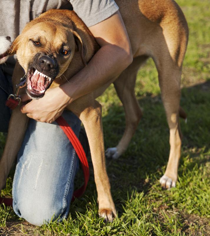 Shots of penicillin are used to treat dog bites because the drug is effective in combating bacteria found in a canine's mouth.