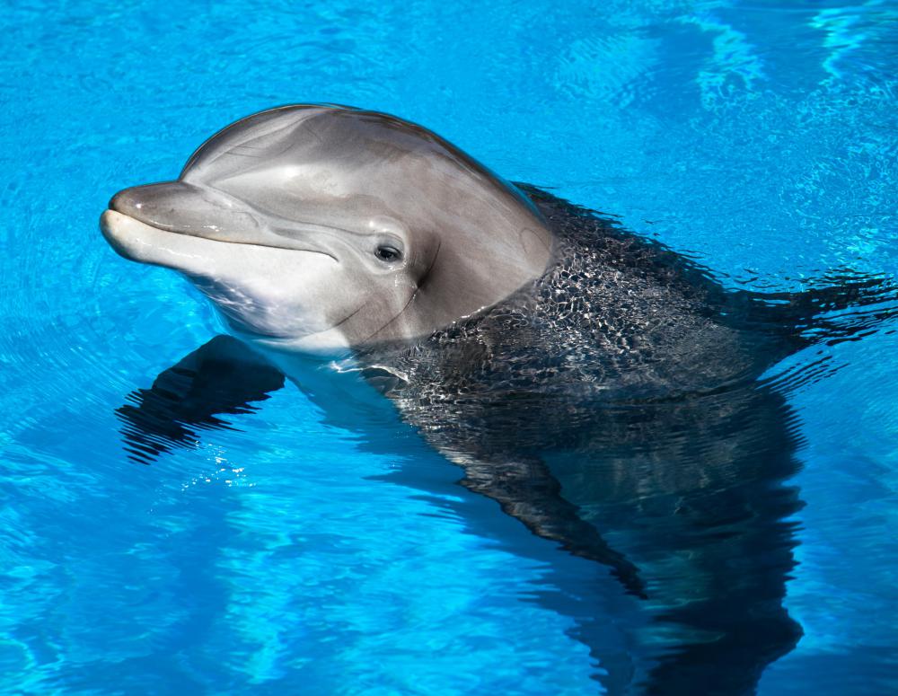 Dolphins are known to quickly learn positive reinforcement with food.