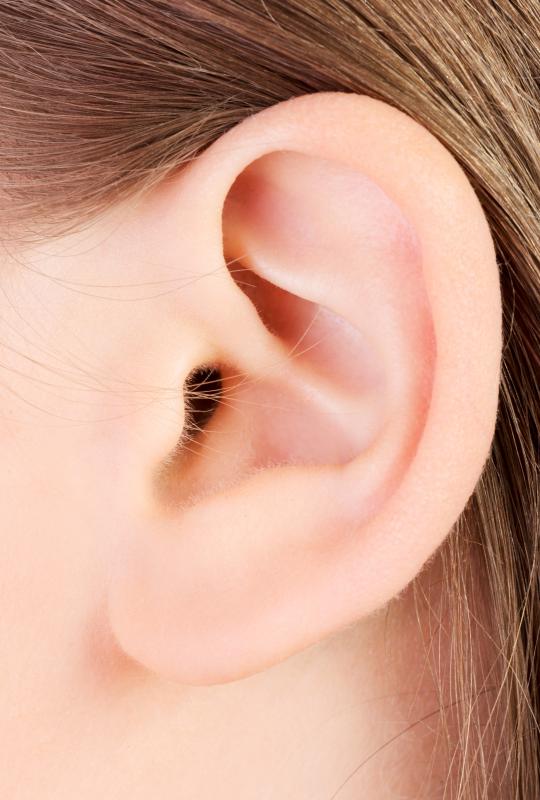 The outer ear contains elastic cartilage.