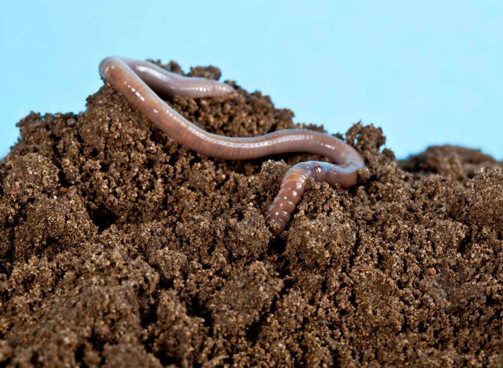 Neem oil is not harmful to beneficial animals, like earthworms.