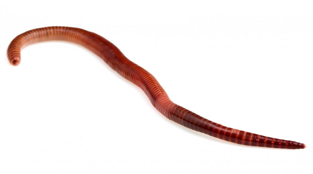Earthworms use mechanical digestion to move food through their bodies.