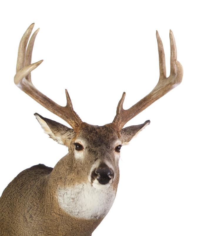 Antler velvet is typically collected from the young antlers of elk and deer.