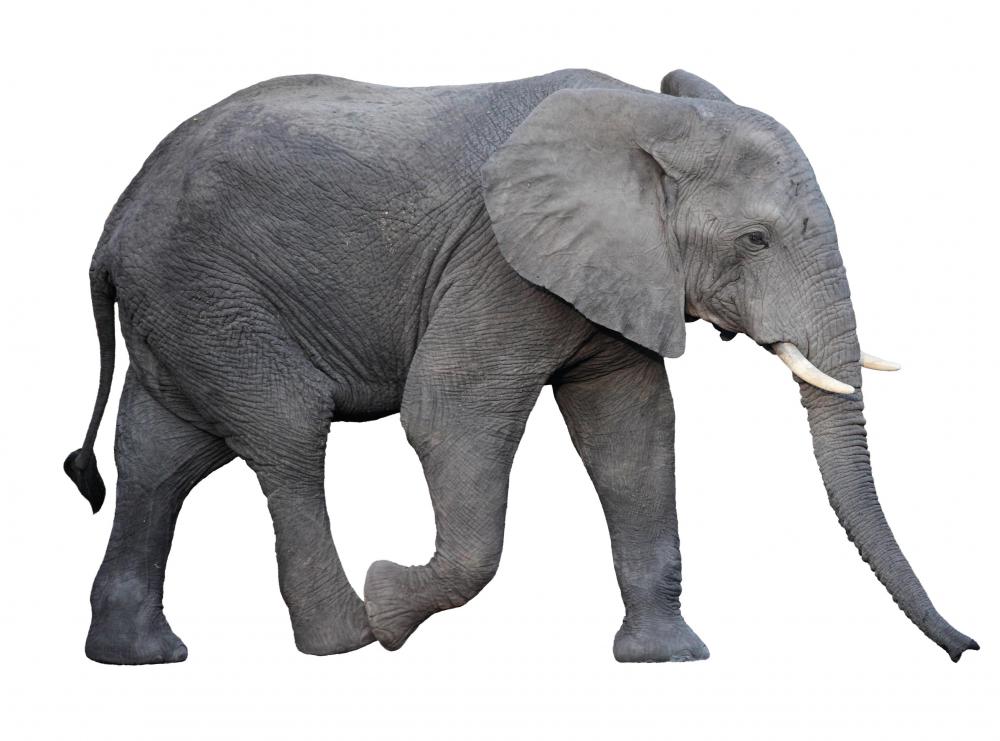 An elephant's gestation period is about 645 days.