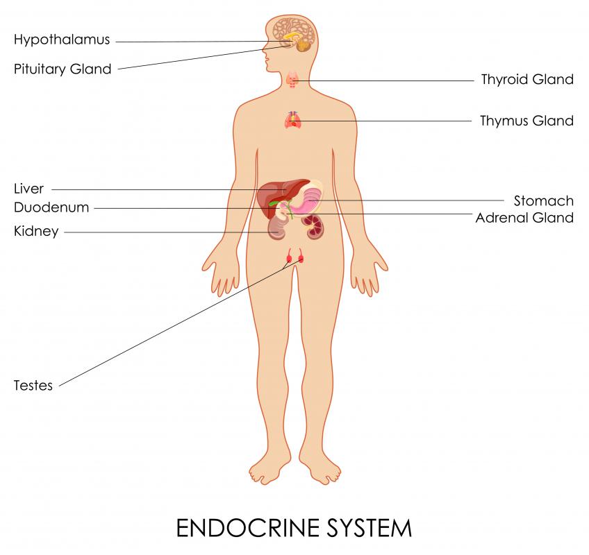 The endocrine system utilizes the pancreas to help regulate hormones.