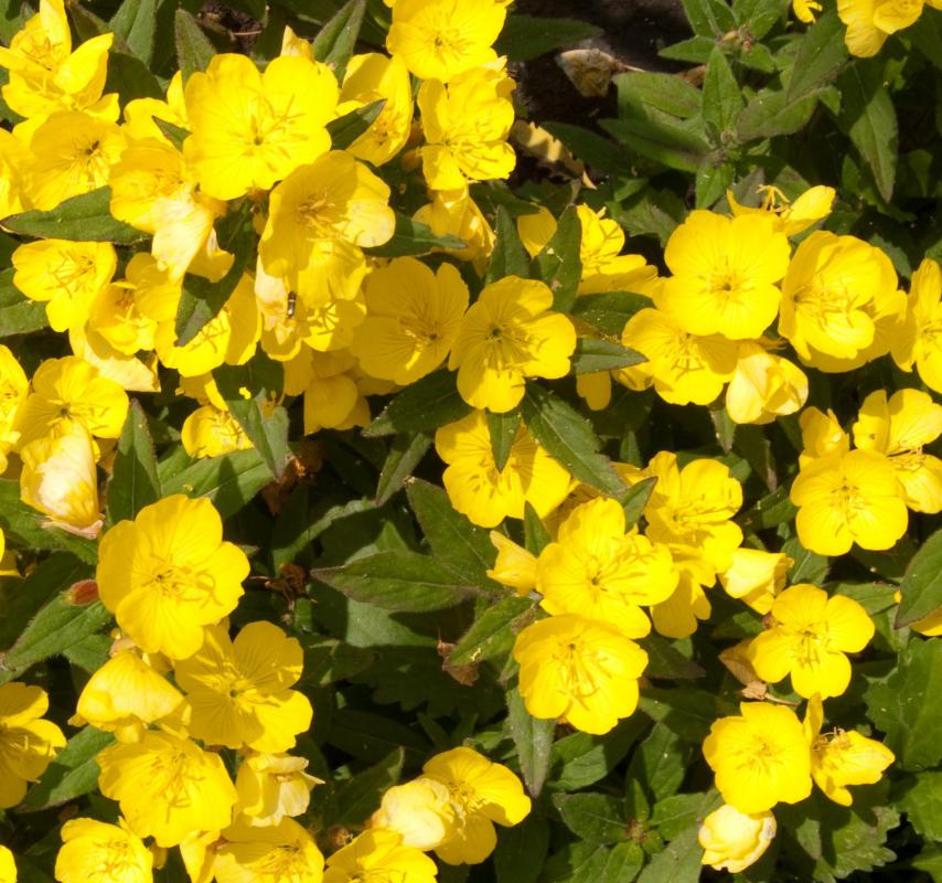 A possible edema treatment, the fatty oil of the evening primrose flowering plant has been used as an herbal remedy since the 1930s.