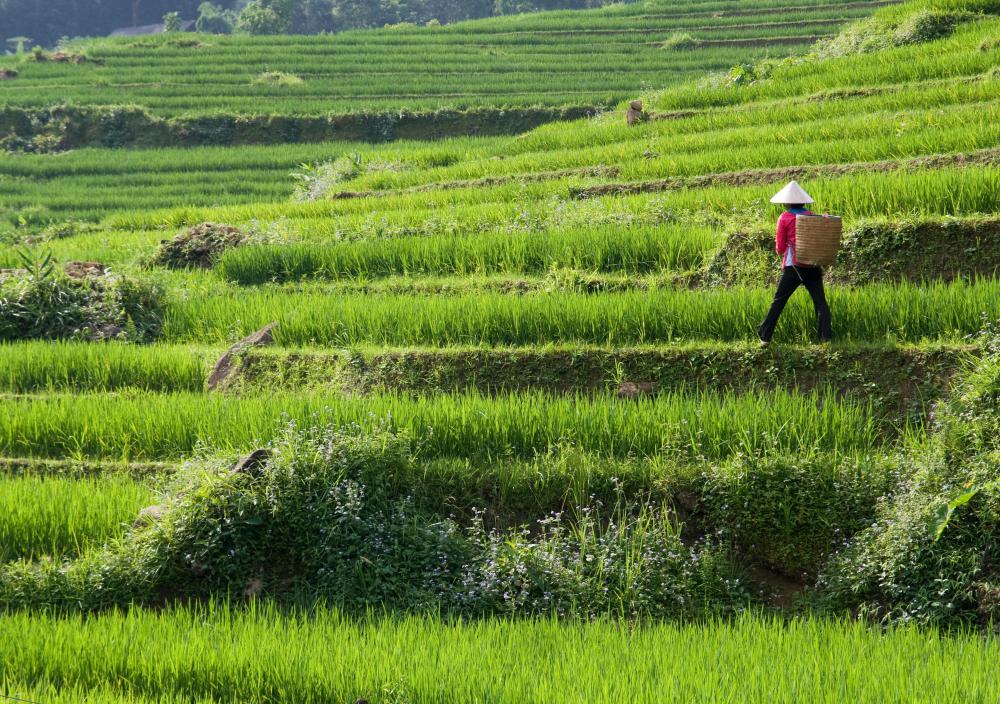 Immersion foot often affects rice paddies workers.