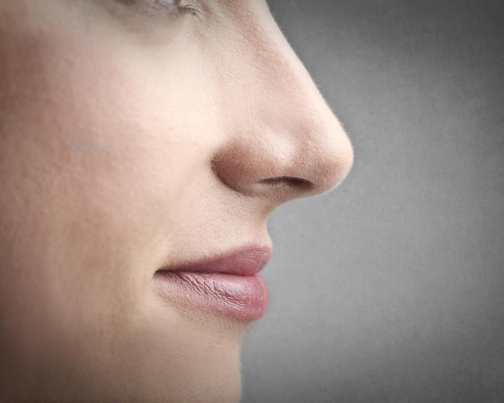 Olfactory cilia play a major role in the perception of smell.