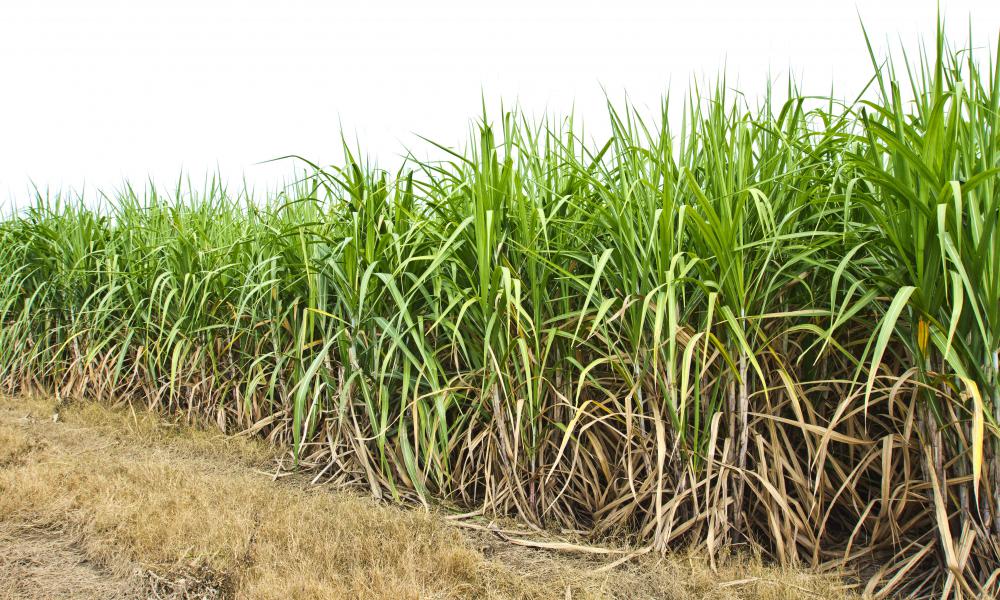Octacosanol is a chemical compound found in sugar cane.