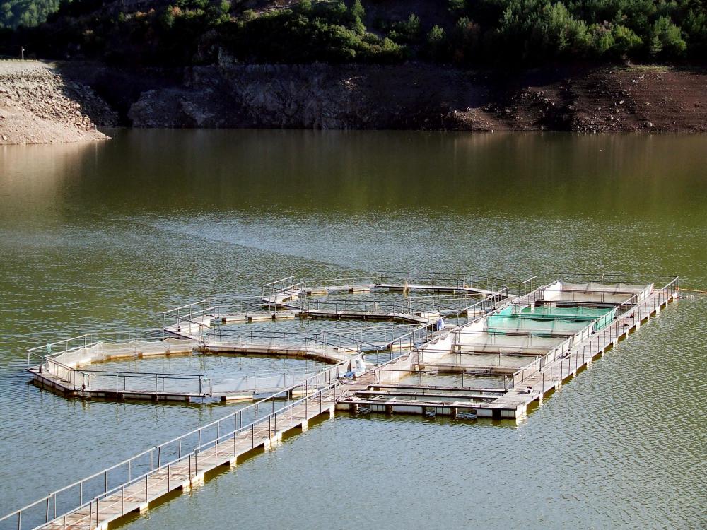 Farmed fish can contain antibiotics.