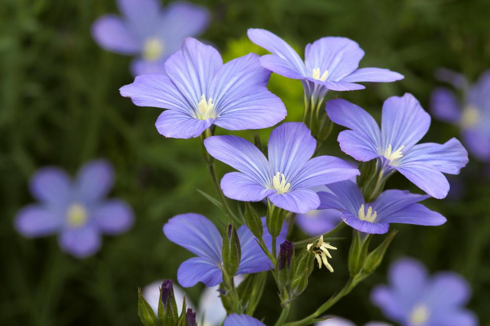 The flowers of a flax plant.