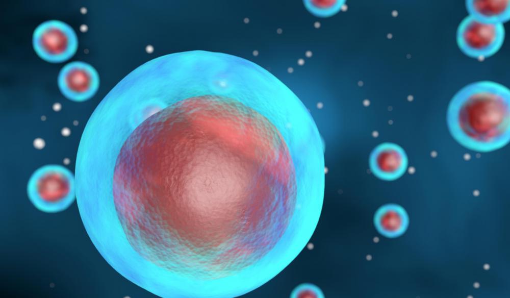 Individual cells construct proteins.