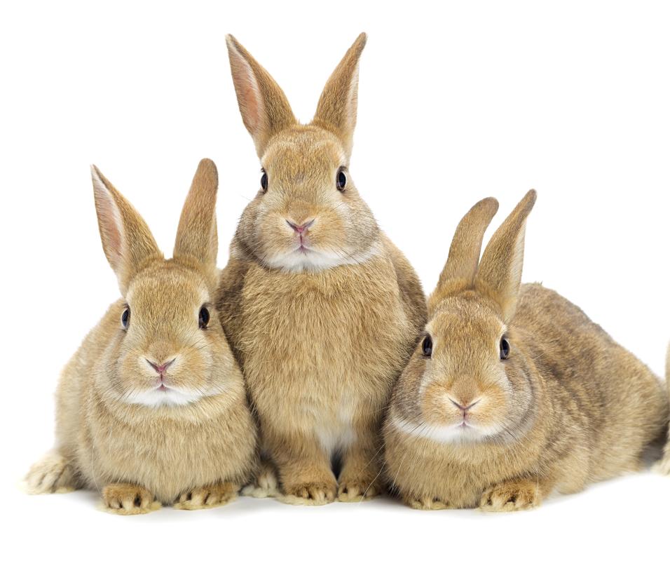 The term "bunny line" comes from rabbits' twitchy, wrinkled noses.