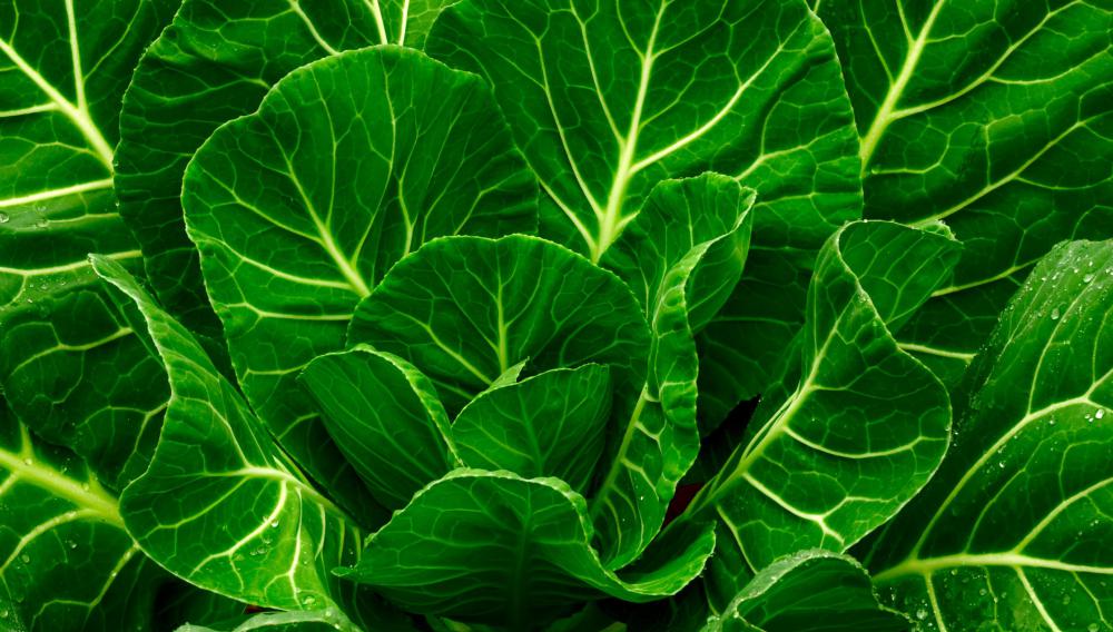 Collard greens are brassica vegetables.