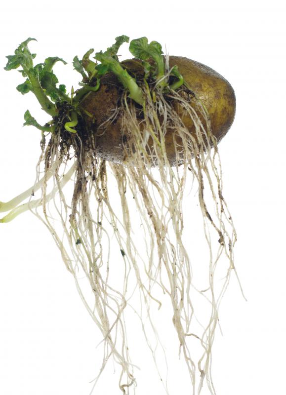 All potatoes are poisonous to some degree.