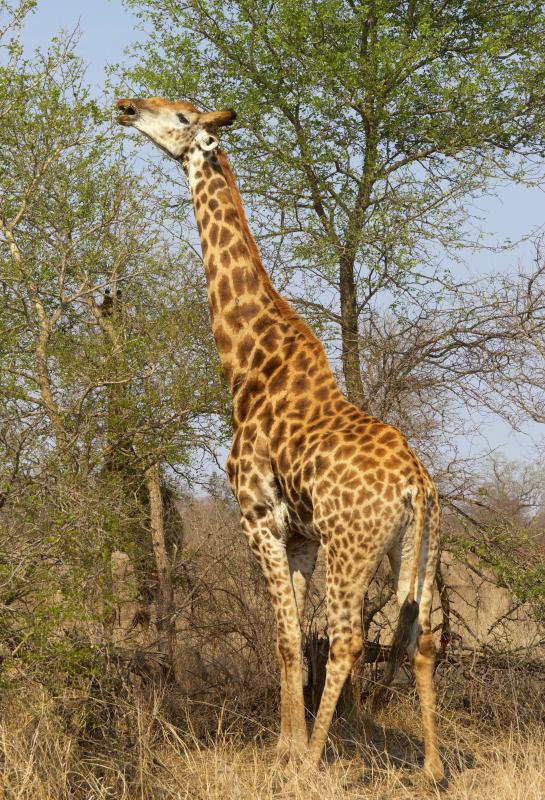 The average gestation period for giraffes is 435 days.