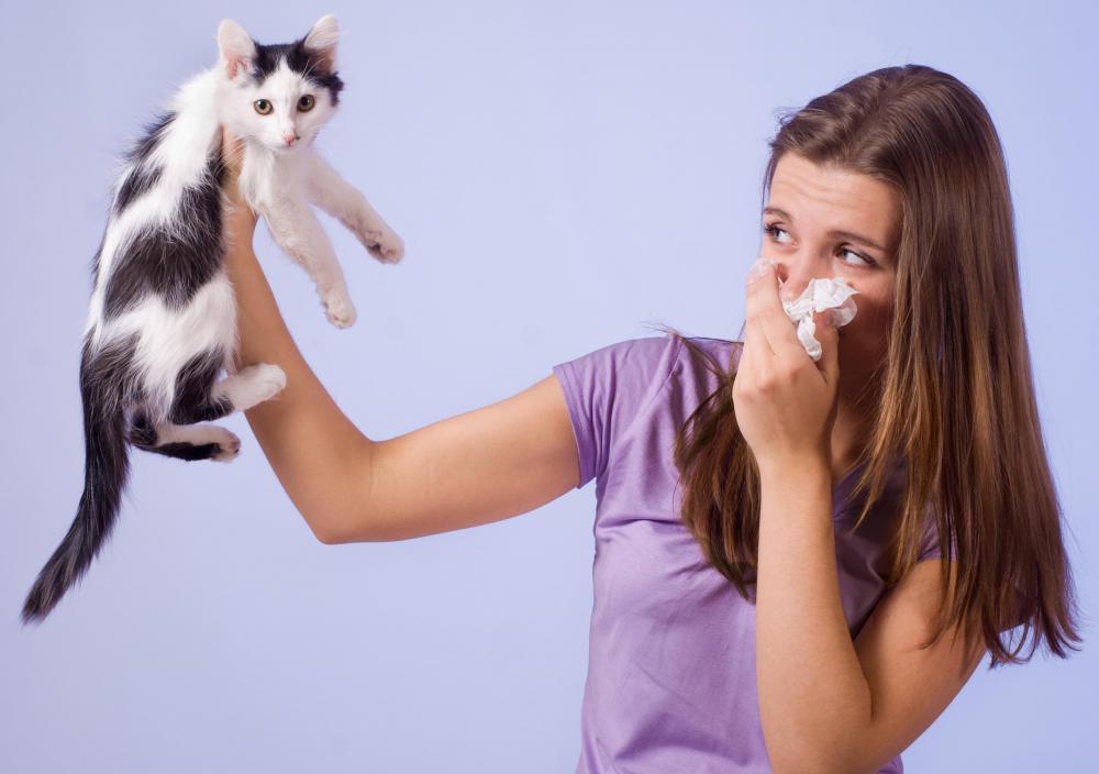 Those allergic to cats may experience a runny nose and the urge to sneeze whenever a cat is present.
