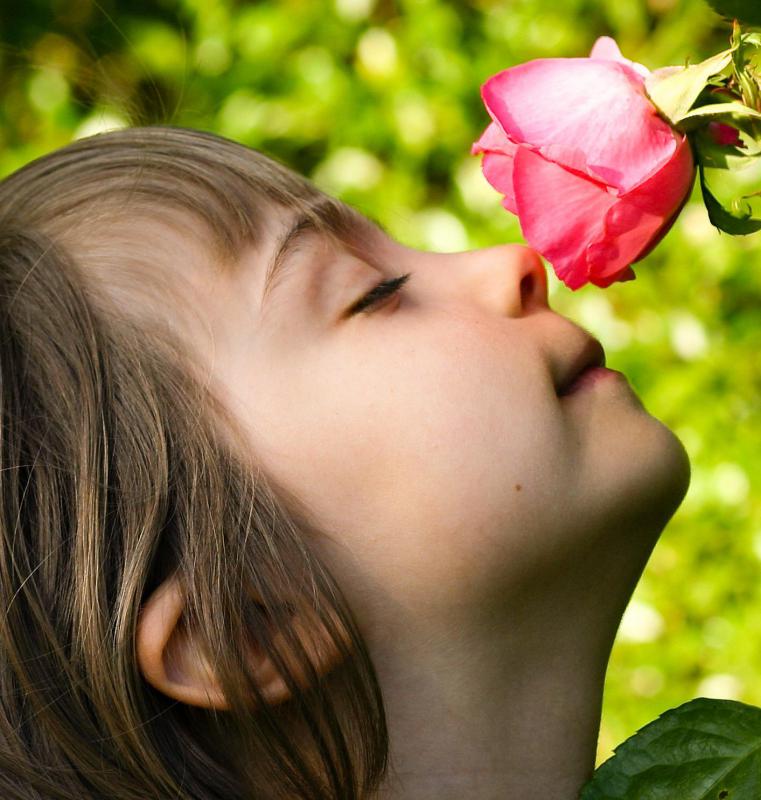 Sensory neurons transmit information from one of the five senses, such as smell, to the brain.