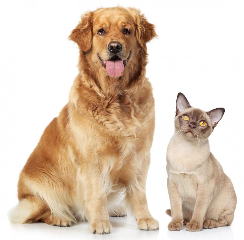 Pet dander can trigger an allergic reaction and cause sinus drainage in the throat.