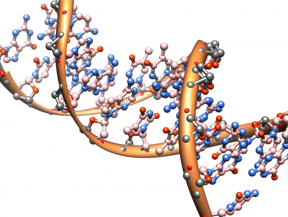 DNA transcription is the first step of protein synthesis.
