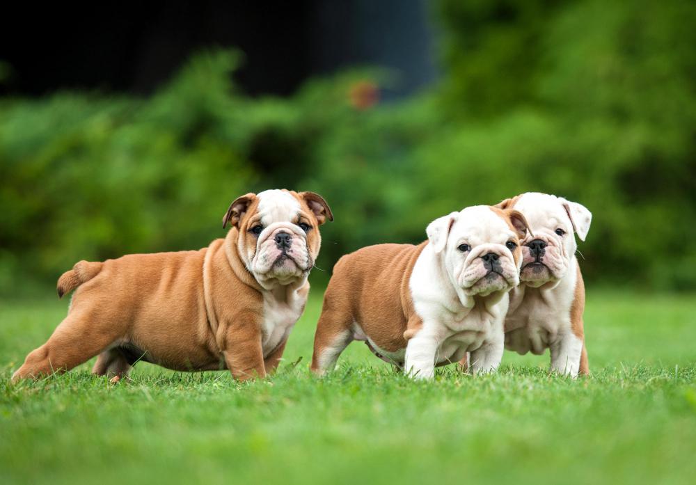 Dogs and other mammals have blood cells that are very similar to humans.