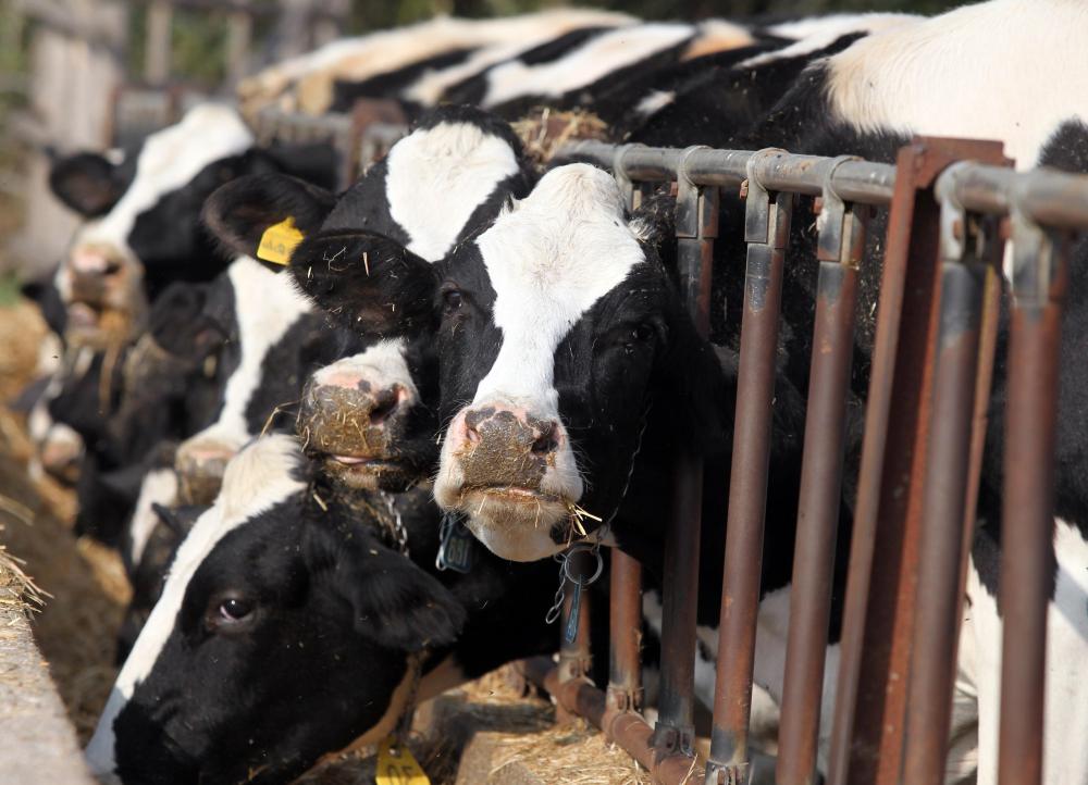 Contagious pustular dermatitis is often found in individuals who work with cattle.