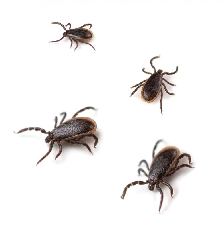 Lyme disease may be contracted when exposed to the bacteria carried by deer ticks.