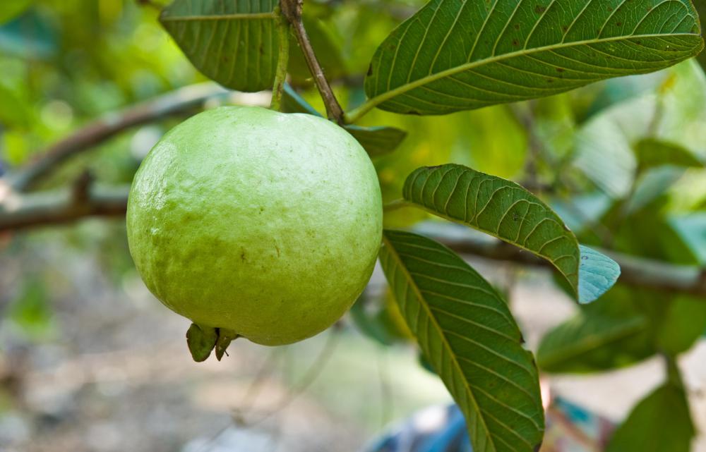 Guava is a good source of lycopene.