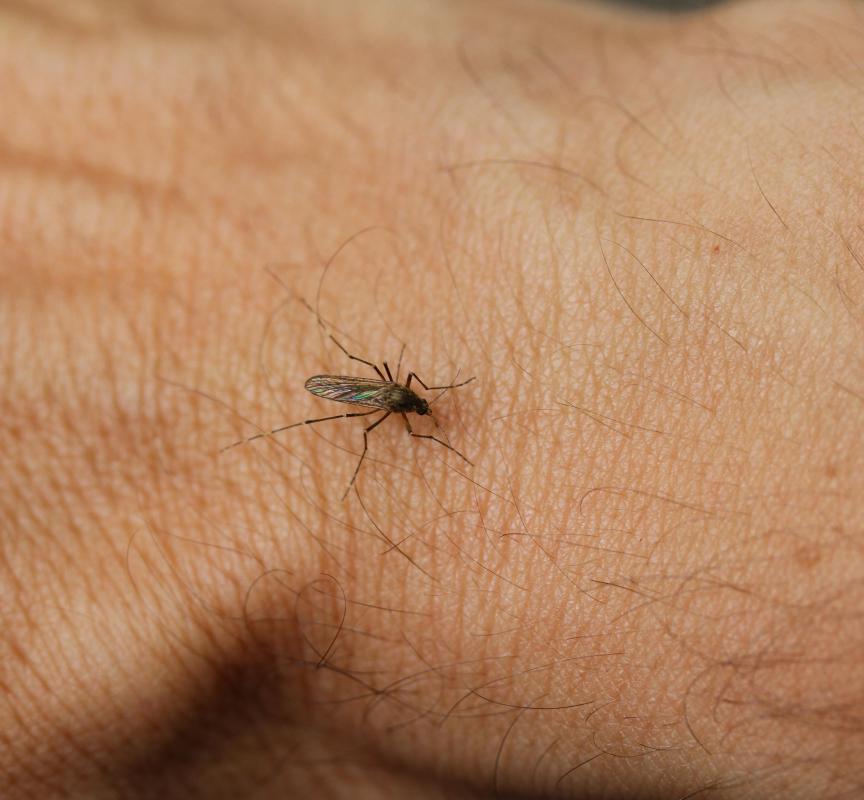 Those with dermatillomania should take measures to prevent bites from mosquitoes and other insects.