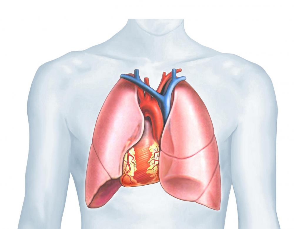 Cardiorespiratory endurance is key to fitness.