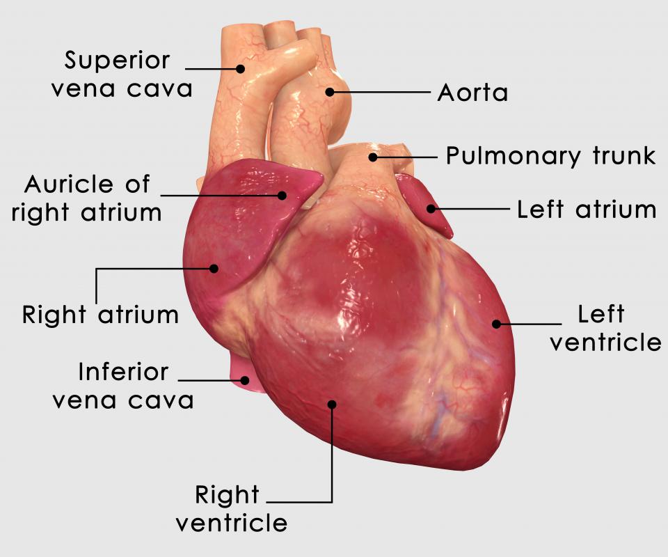 Although all the heart's cells can act as pacemaker cells, they are typically found in the sinoatrial node of the right atrium.
