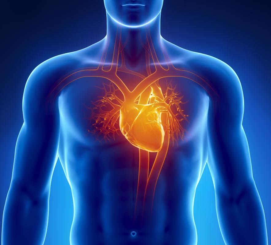 The heart's ventricles are responsible for pumping blood to the arteries.