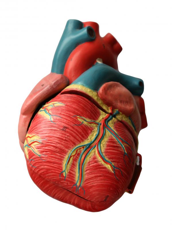 The heart can be adversely affected by gum disease.