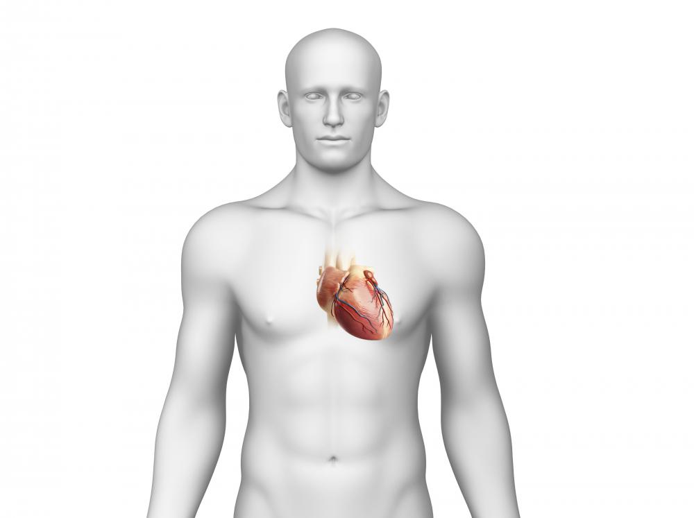 The endocardium regulates the contractions of the heart.