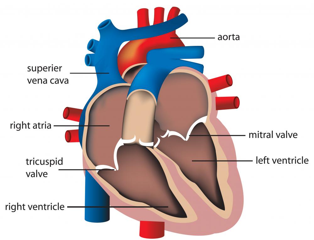 The bicuspid (or mitral) valve controls the unidirectional flow of oxygen-rich blood into the left ventricle of the heart.