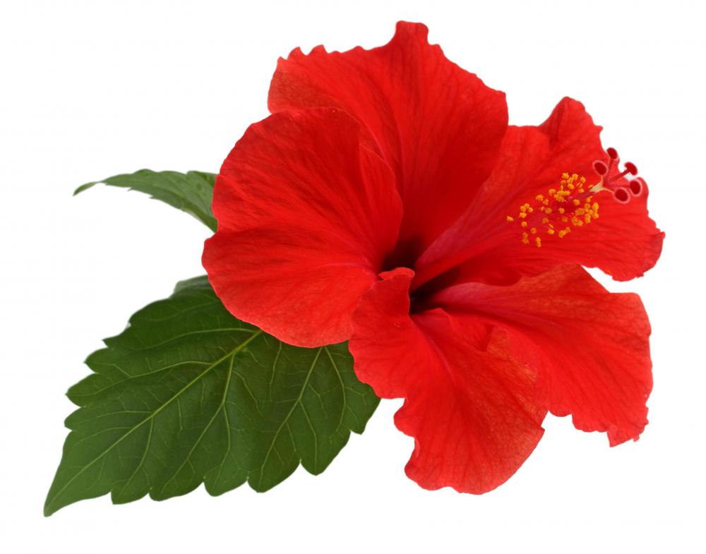 Hibiscus extract is usually taken from the red flowers.