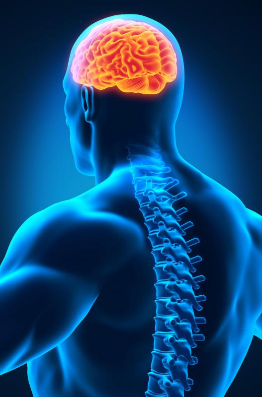 Axons form a network within nerve fibers and the brain.