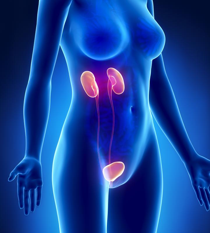Women with XXX syndrome have a higher risk of kidney disease.