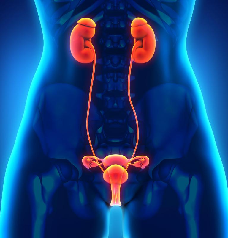 During Indiana pouch surgery, a doctor will alter the position of the urethra to prevent urine from backing up into the kidneys.