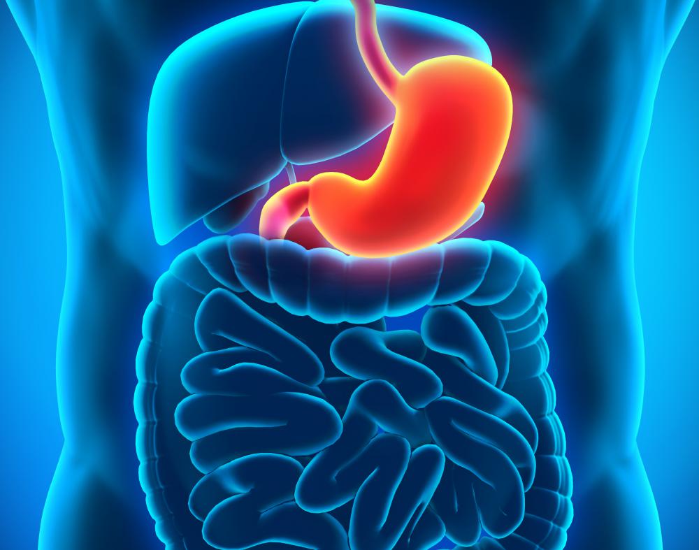 The pyloric glandular region of the gastric mucosa secretes gastrin.