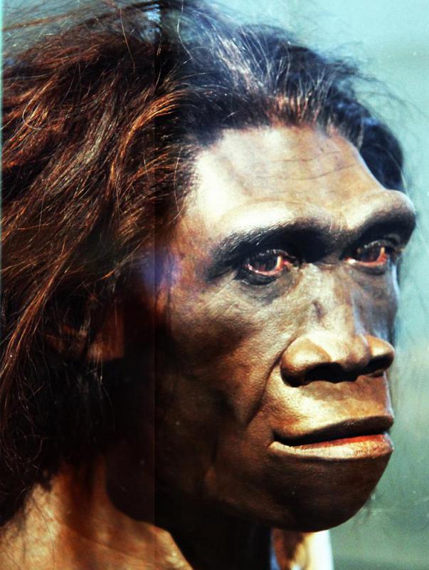 Research suggests that the lumbar regions of Homo erectus, one of the earliest humans, contained six vertebrae.