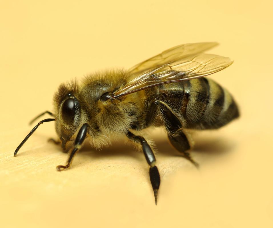 Both honey and propolis are made by bees.