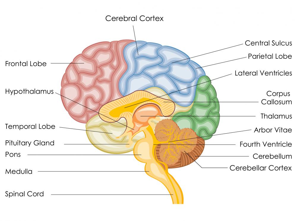 The preoptic area, located in the hypothalamus, regulates body temperature.