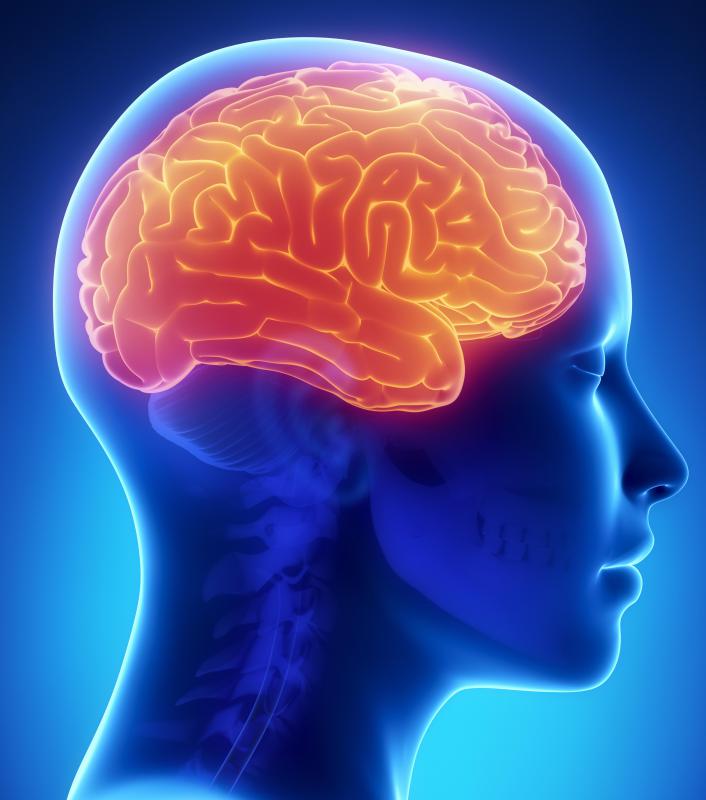 The brain is the most important of all vital organs.