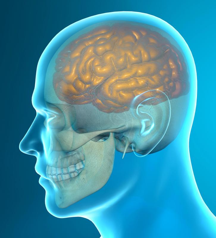 Histidine is key to the formation of the myelin sheath, the barrier that supports the transmission of brain signals to different parts of the body.